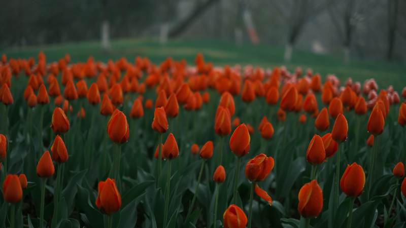 橙色郁金香花海图片