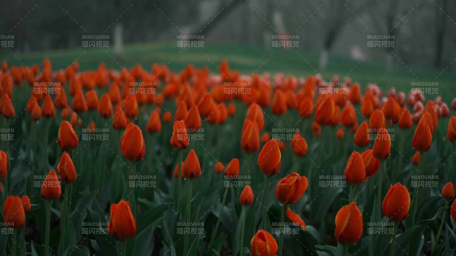 橙色郁金香花海图片