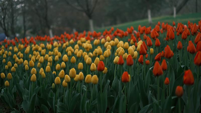 郁金香花海图片