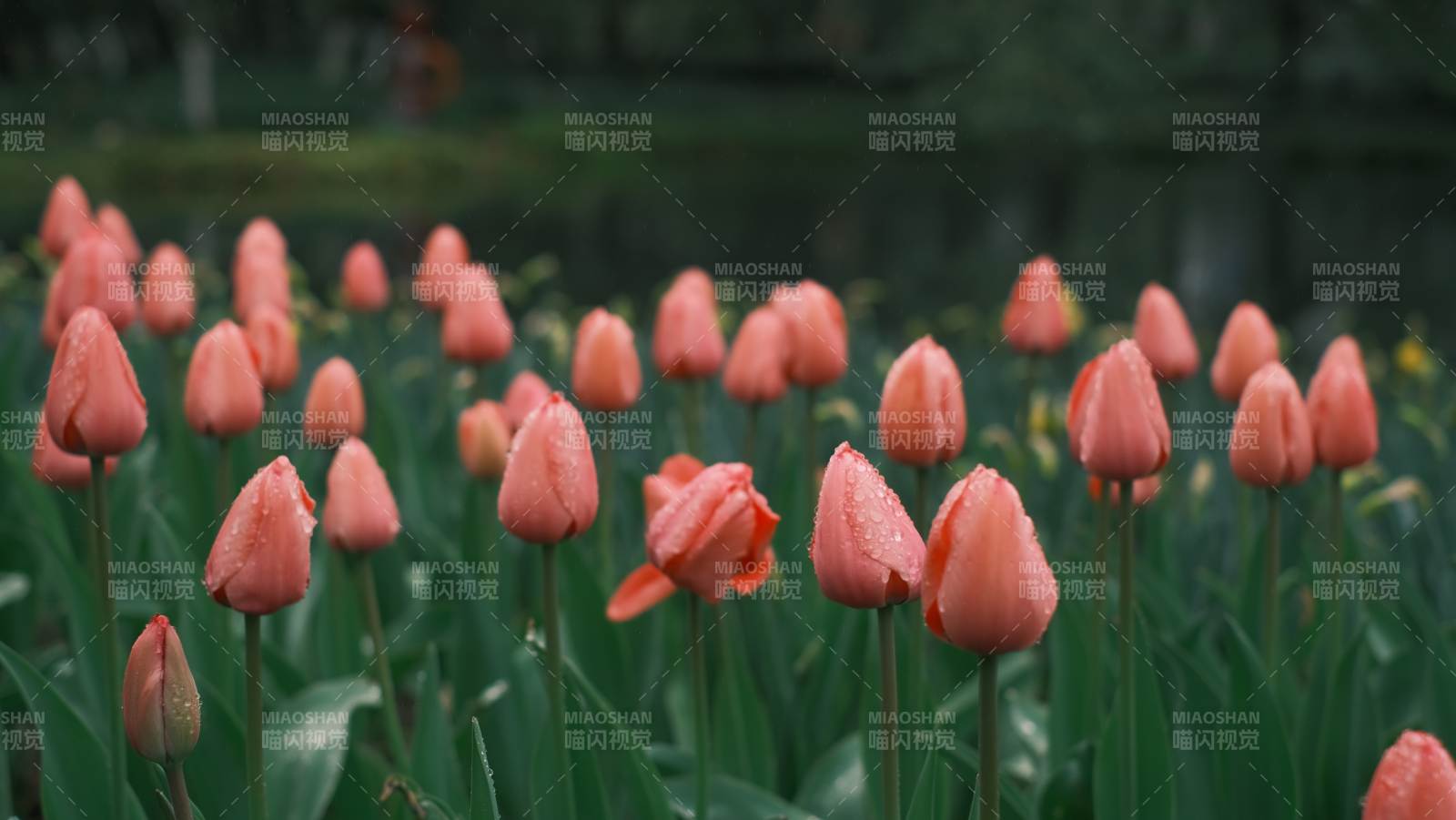 橙色郁金香花海图片