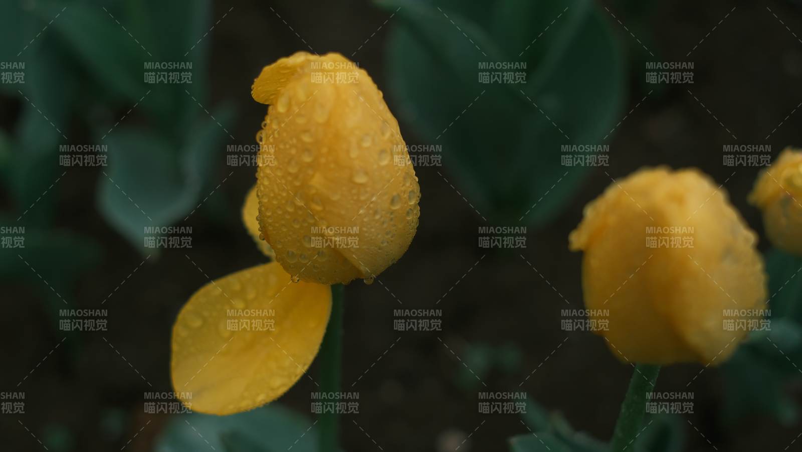 雨后黄花绽放图片