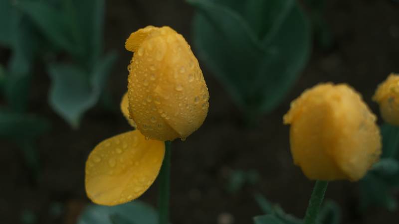 雨后黄花绽放图片