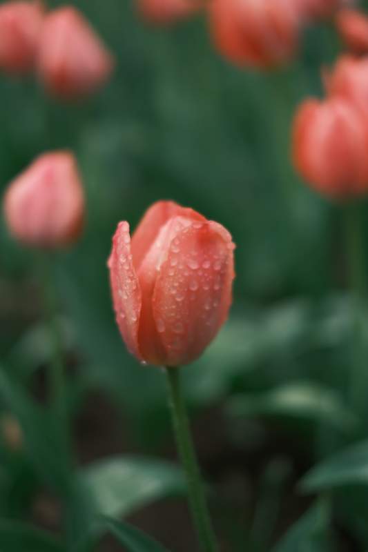 雨后橙郁金香图片