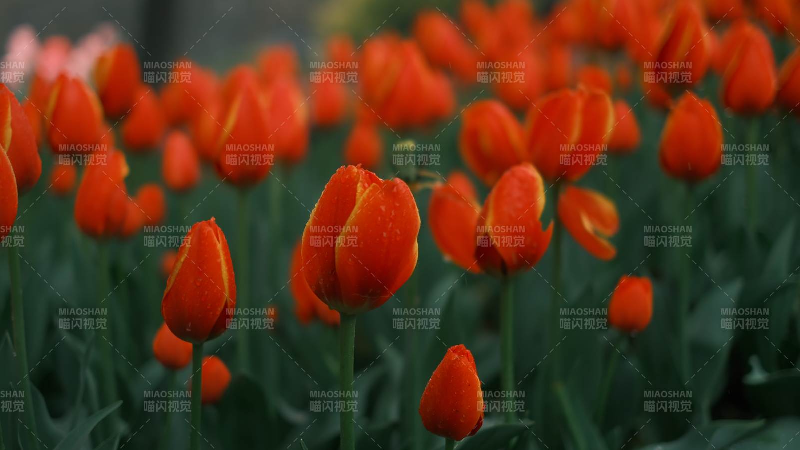 橙色郁金香绽放图片