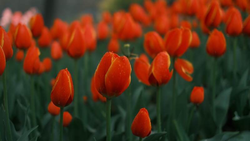 橙色郁金香绽放图片