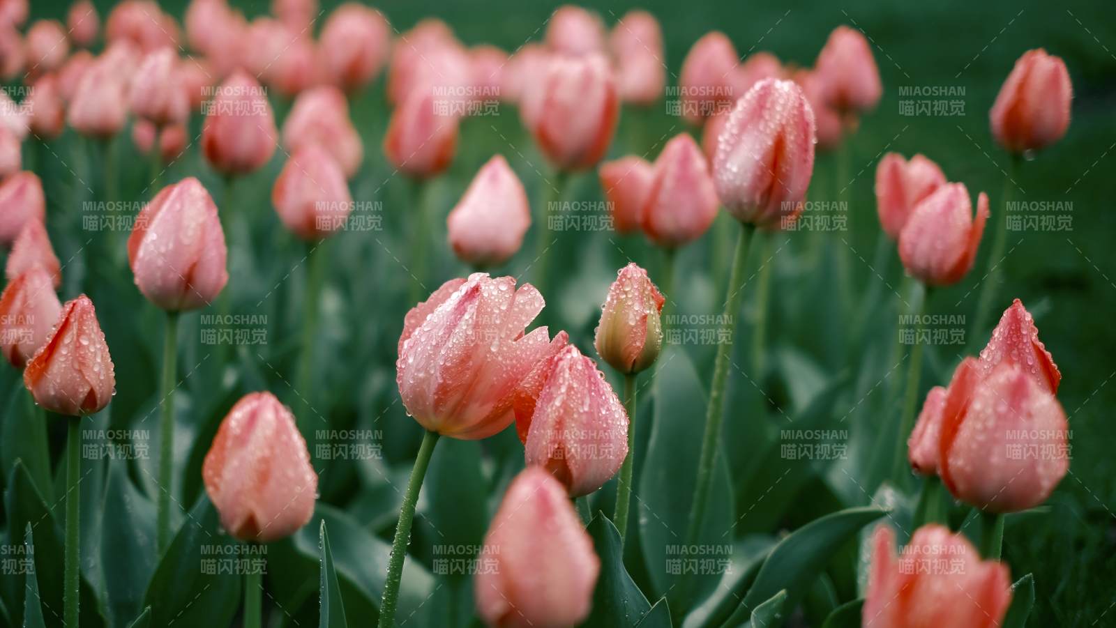 粉红郁金香绽放图片