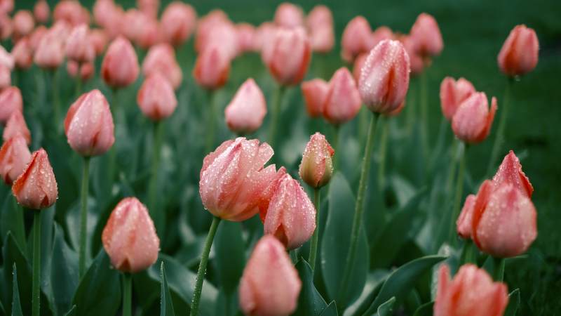 粉红郁金香绽放图片