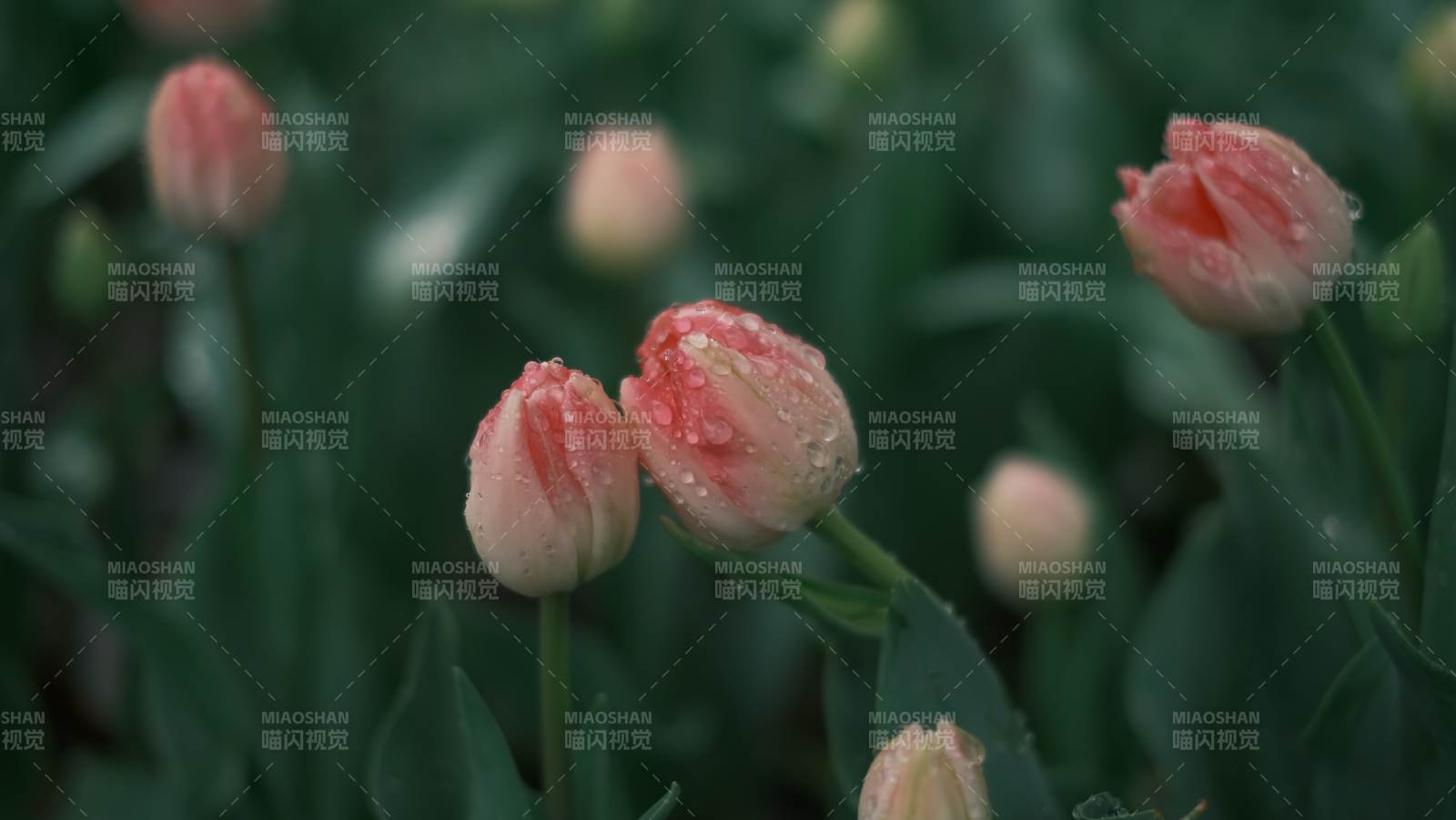 雨后含苞待放的郁金香图片