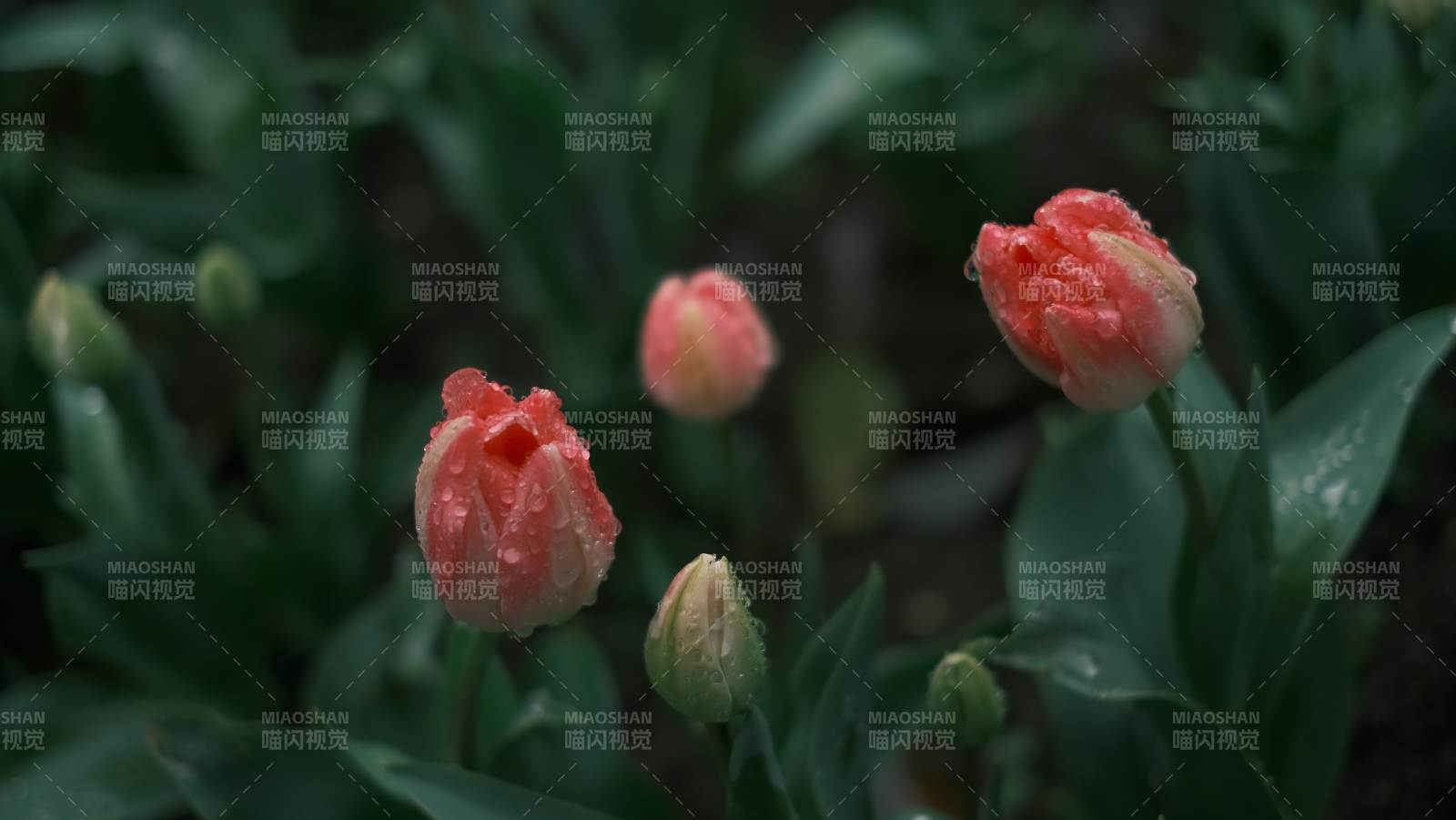 雨后绽放的郁金香图片