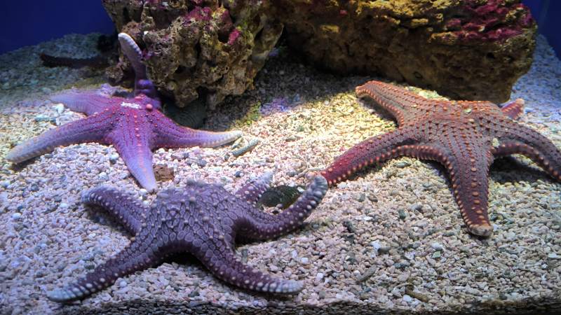 海星栖息海底沙地图片