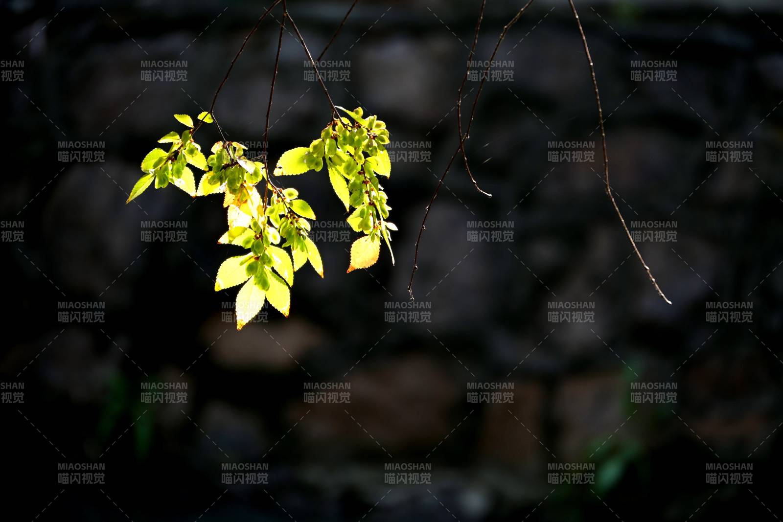 嫩叶初绽春意浓图片