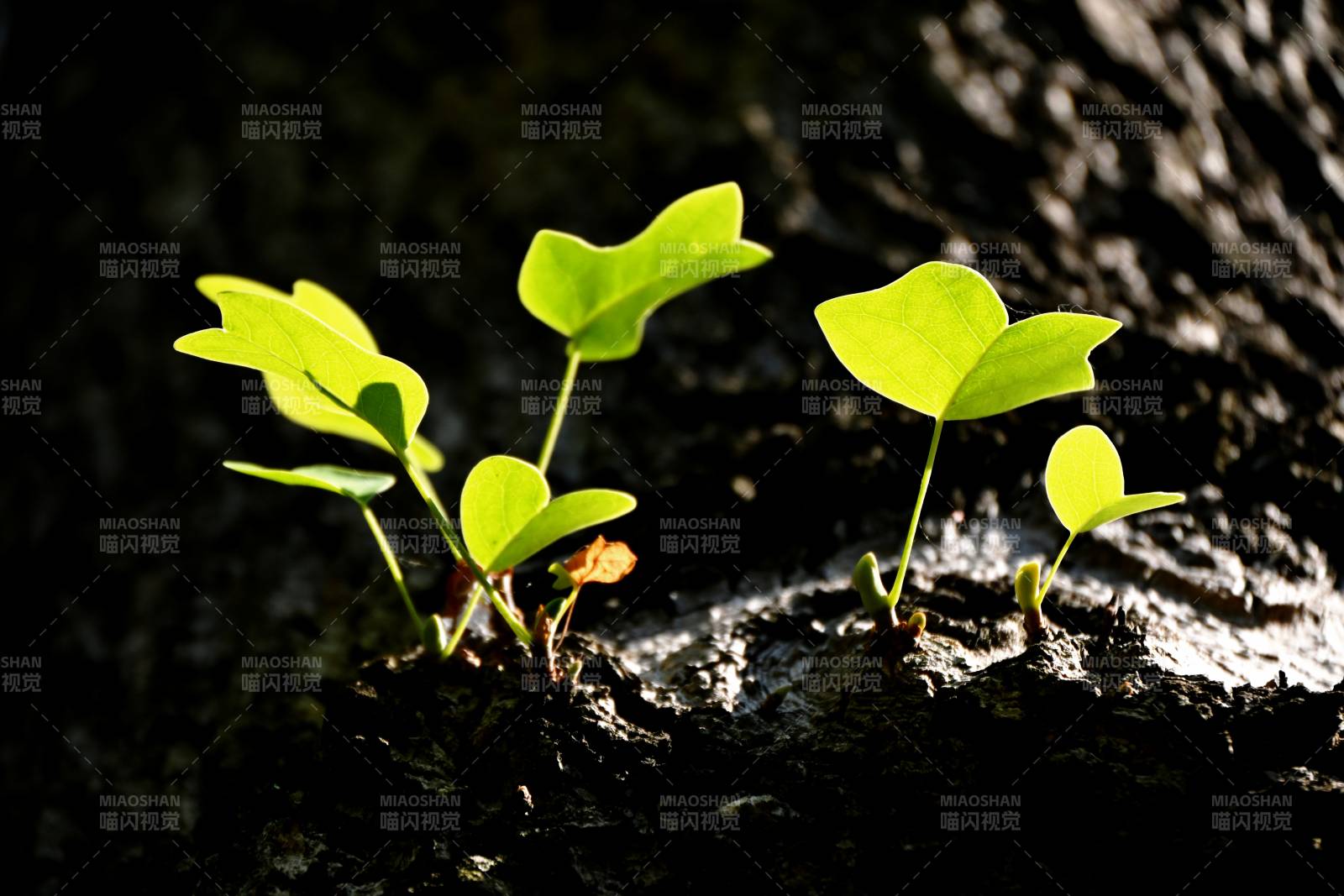 新芽破土而出图片