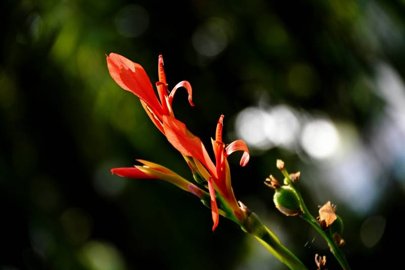 橙色鸢尾花绽放图片