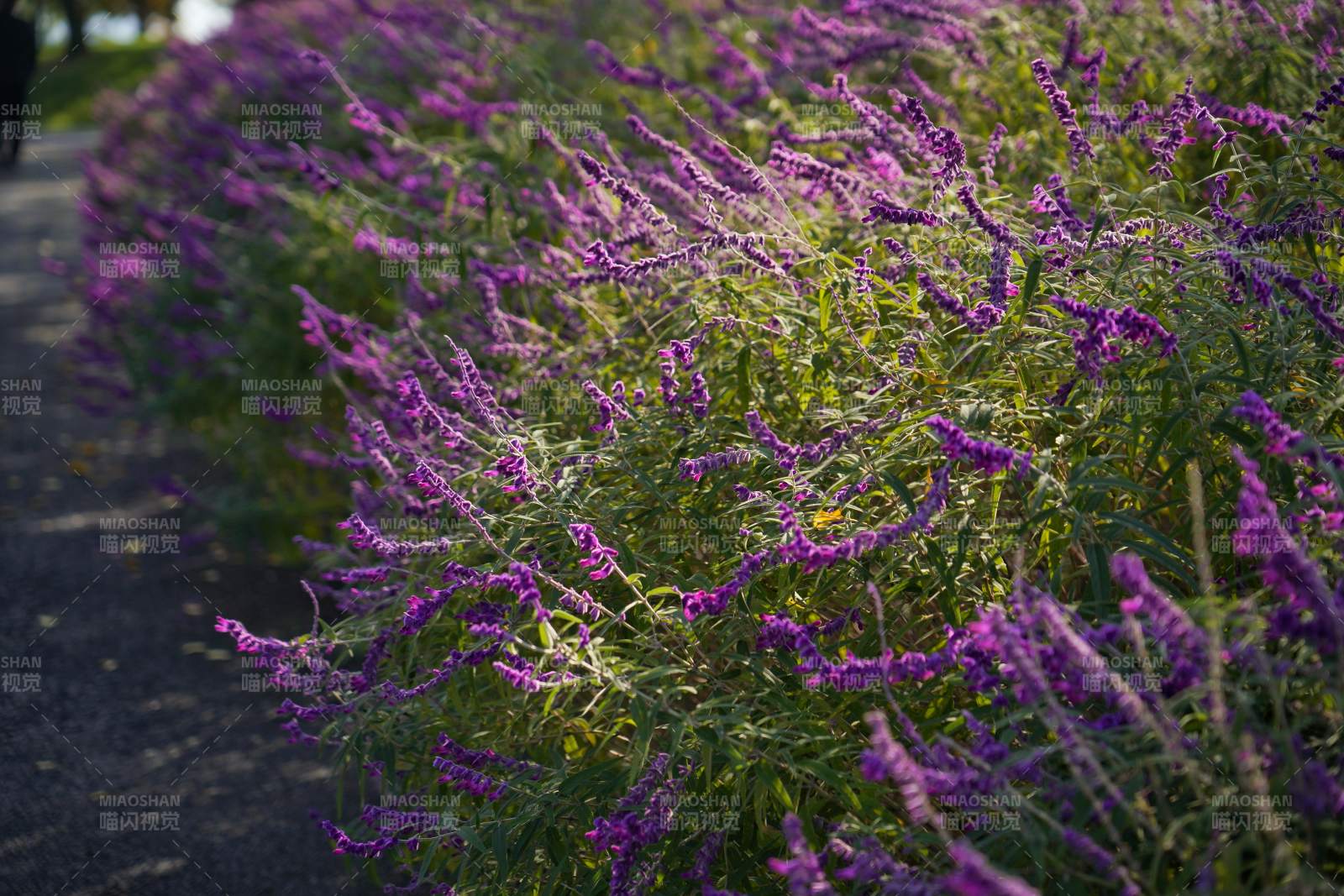 紫花盛开的花丛图片