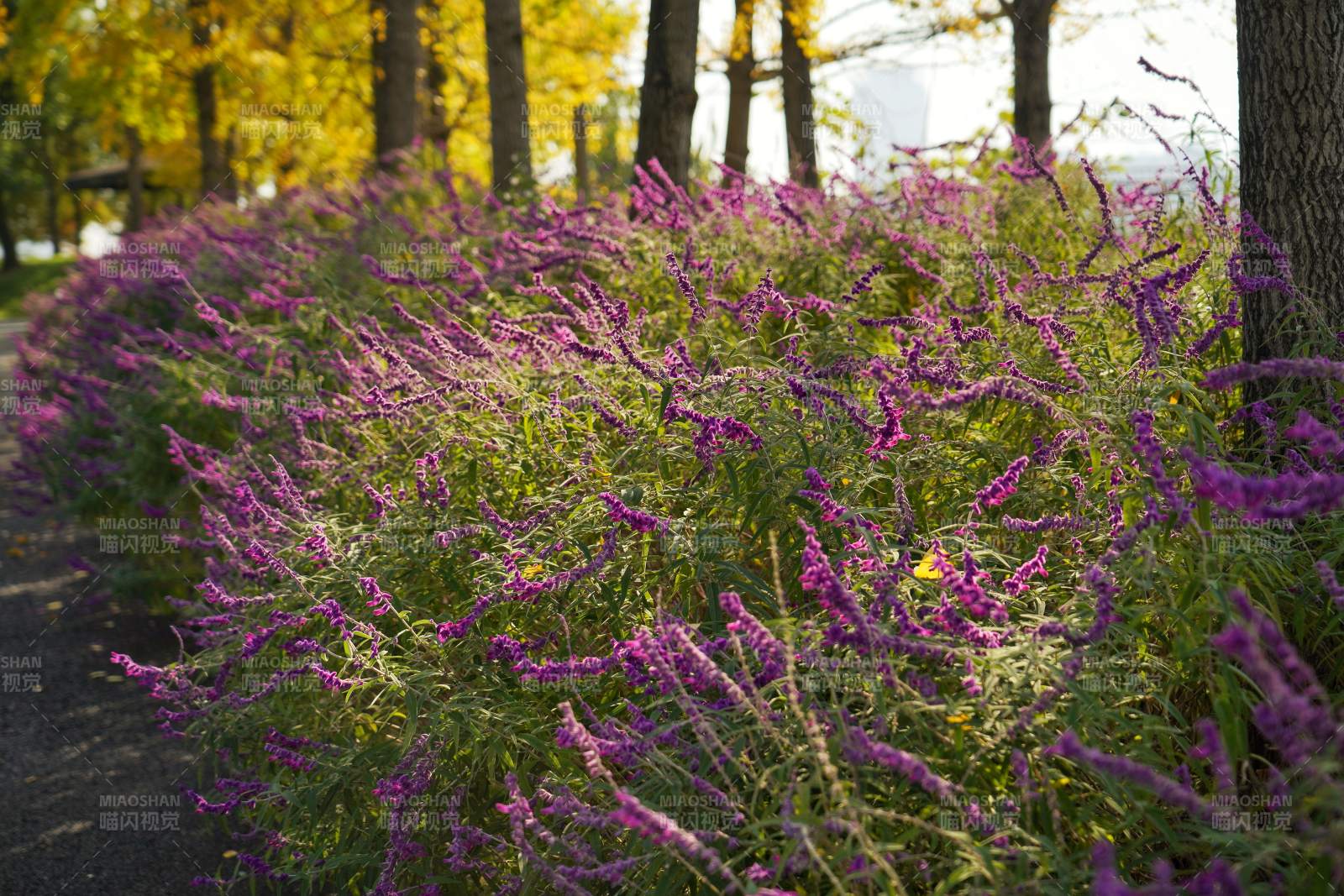 紫花绽放林间小径图片