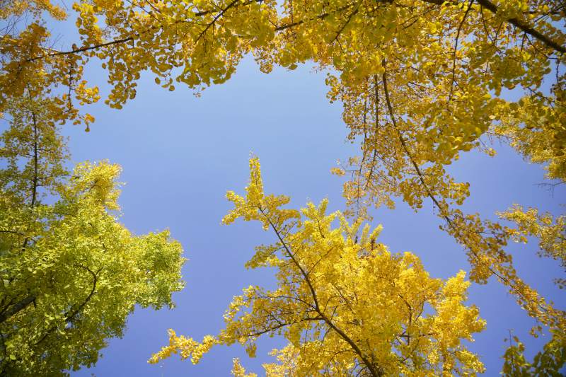 秋叶映蓝天图片