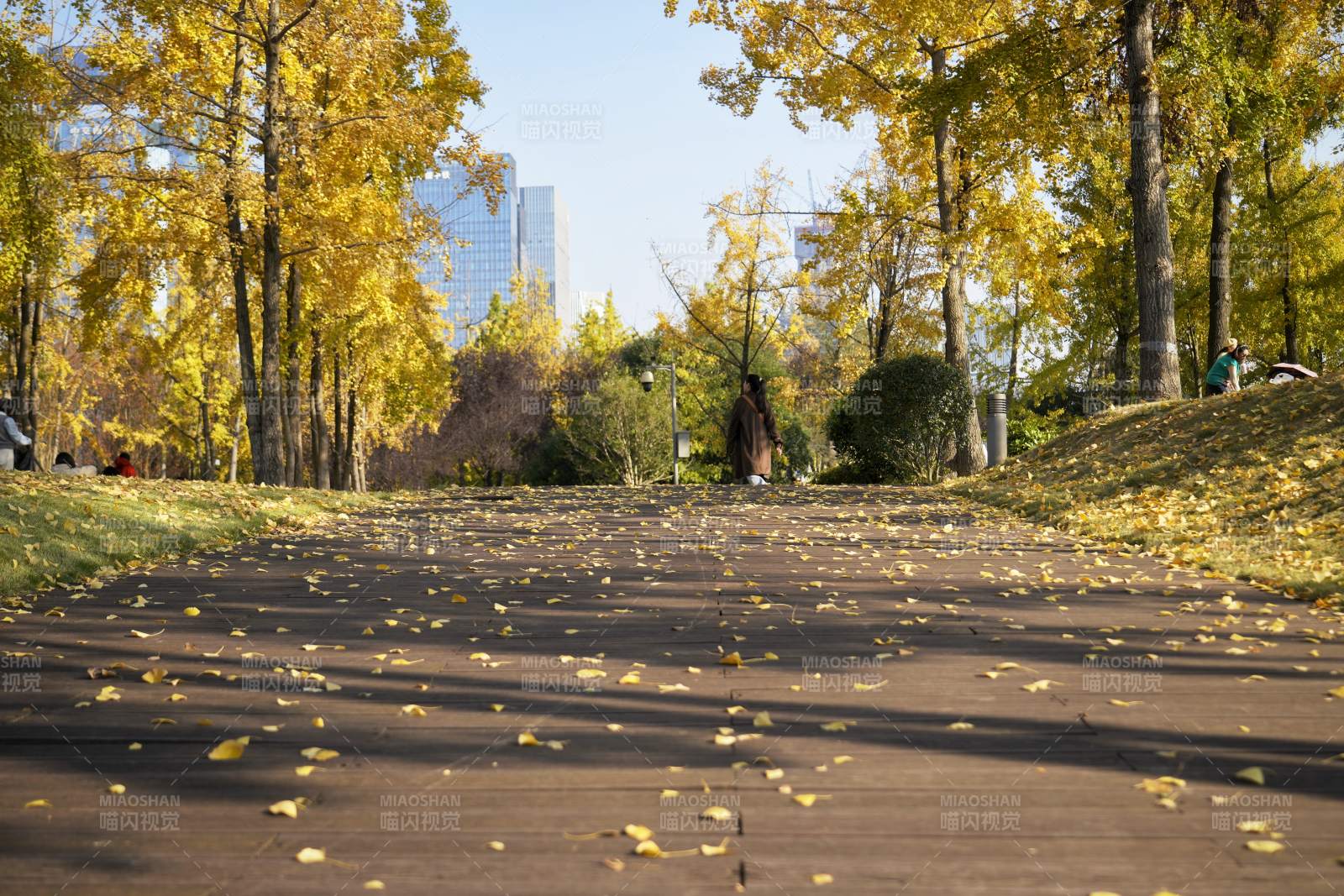 秋日公园小径图片