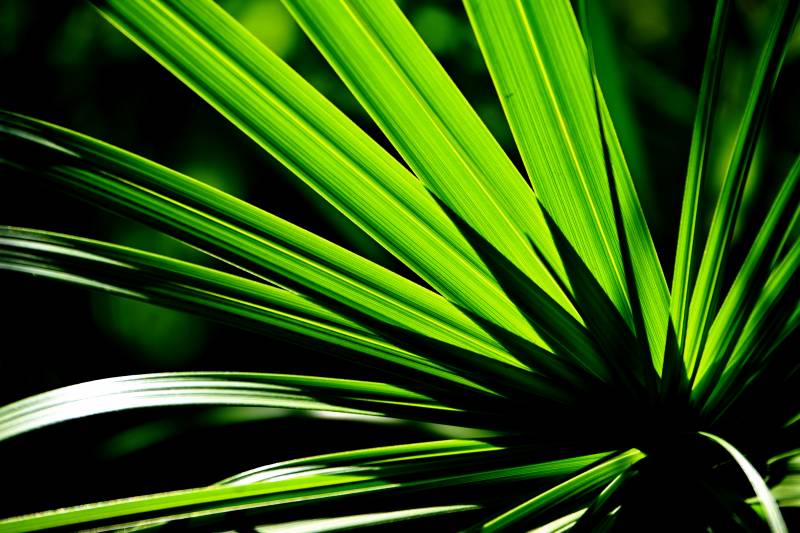 绿叶舒展生机盎然图片