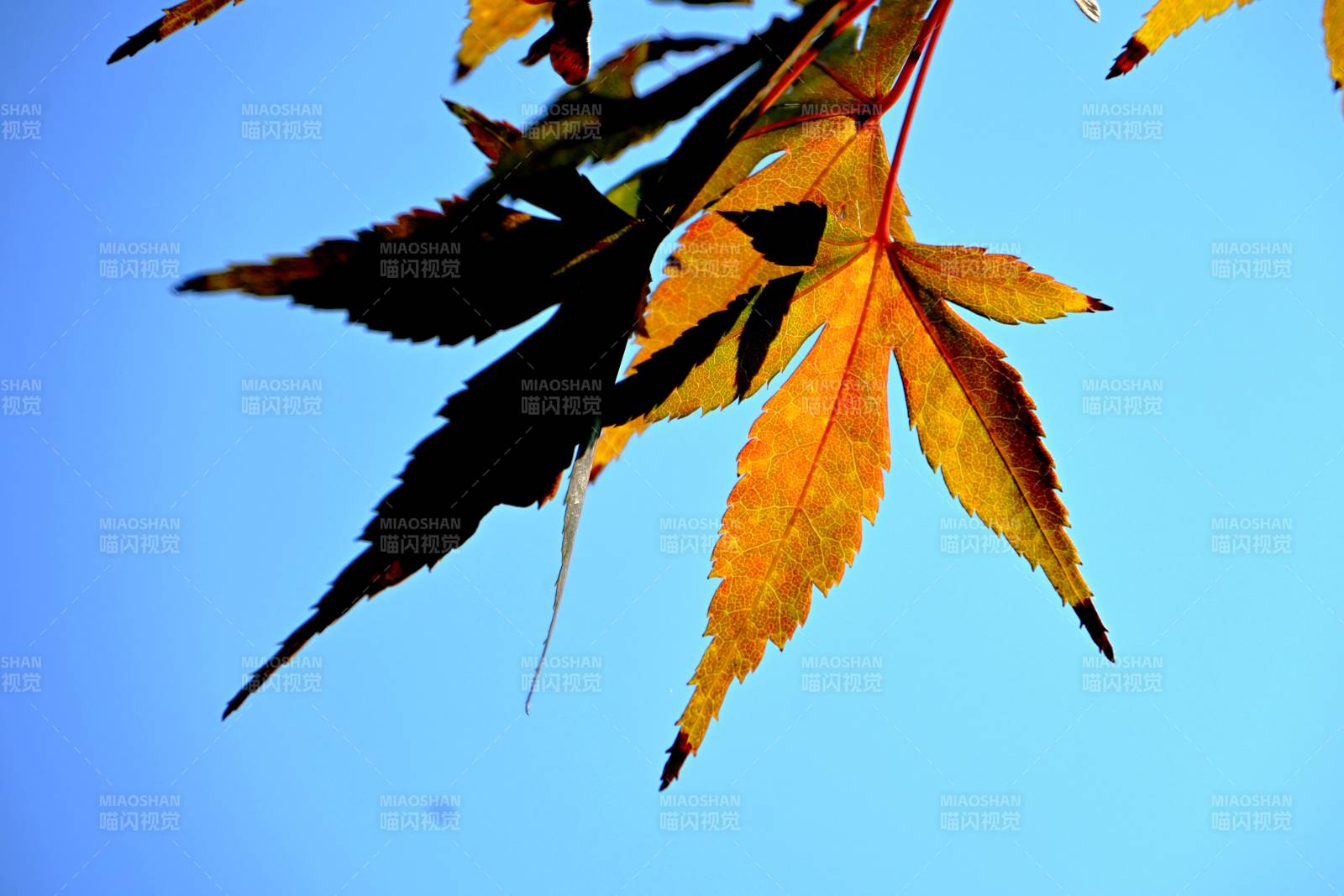 秋叶映蓝天图片