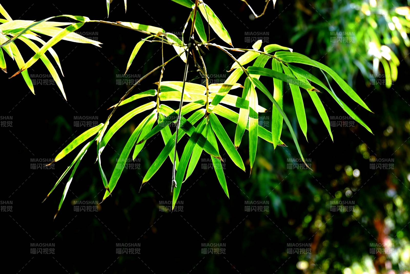 竹叶轻舞迎光图片