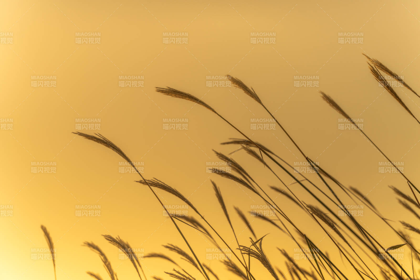 金穗迎风舞图片