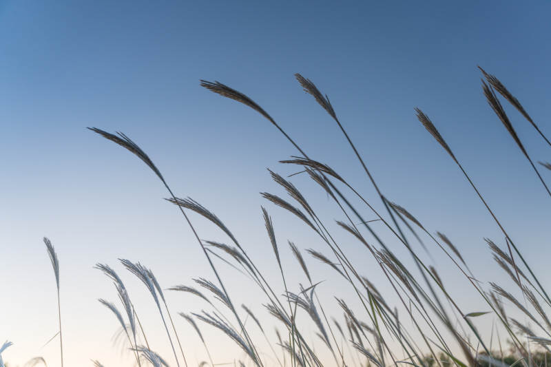 风中草穗迎蓝天图片