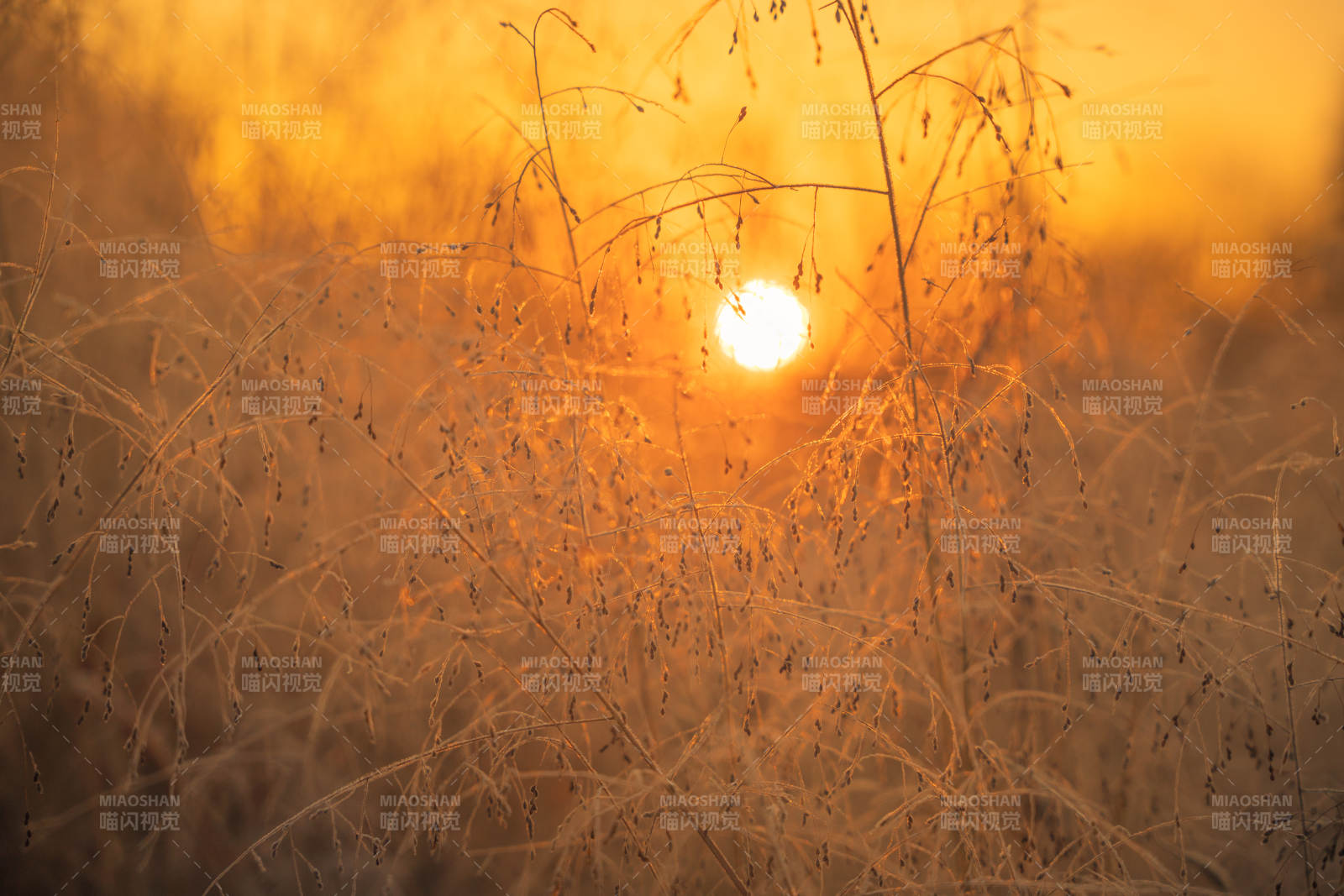 金秋日落草丛中图片