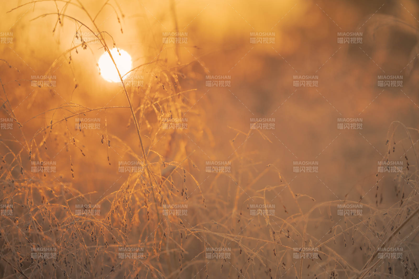 金秋草影夕阳图片