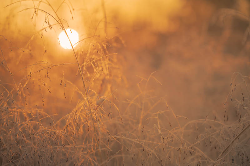 金秋草影夕阳图片
