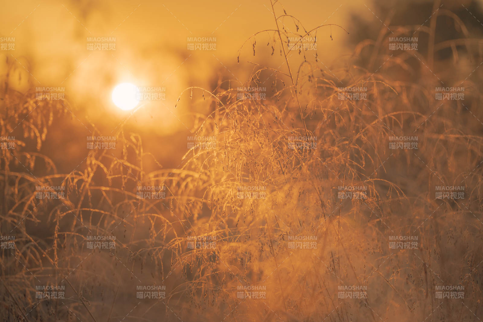 金秋草野夕阳图片