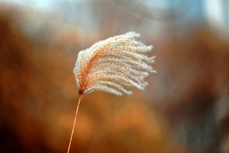 秋风中的芦苇图片