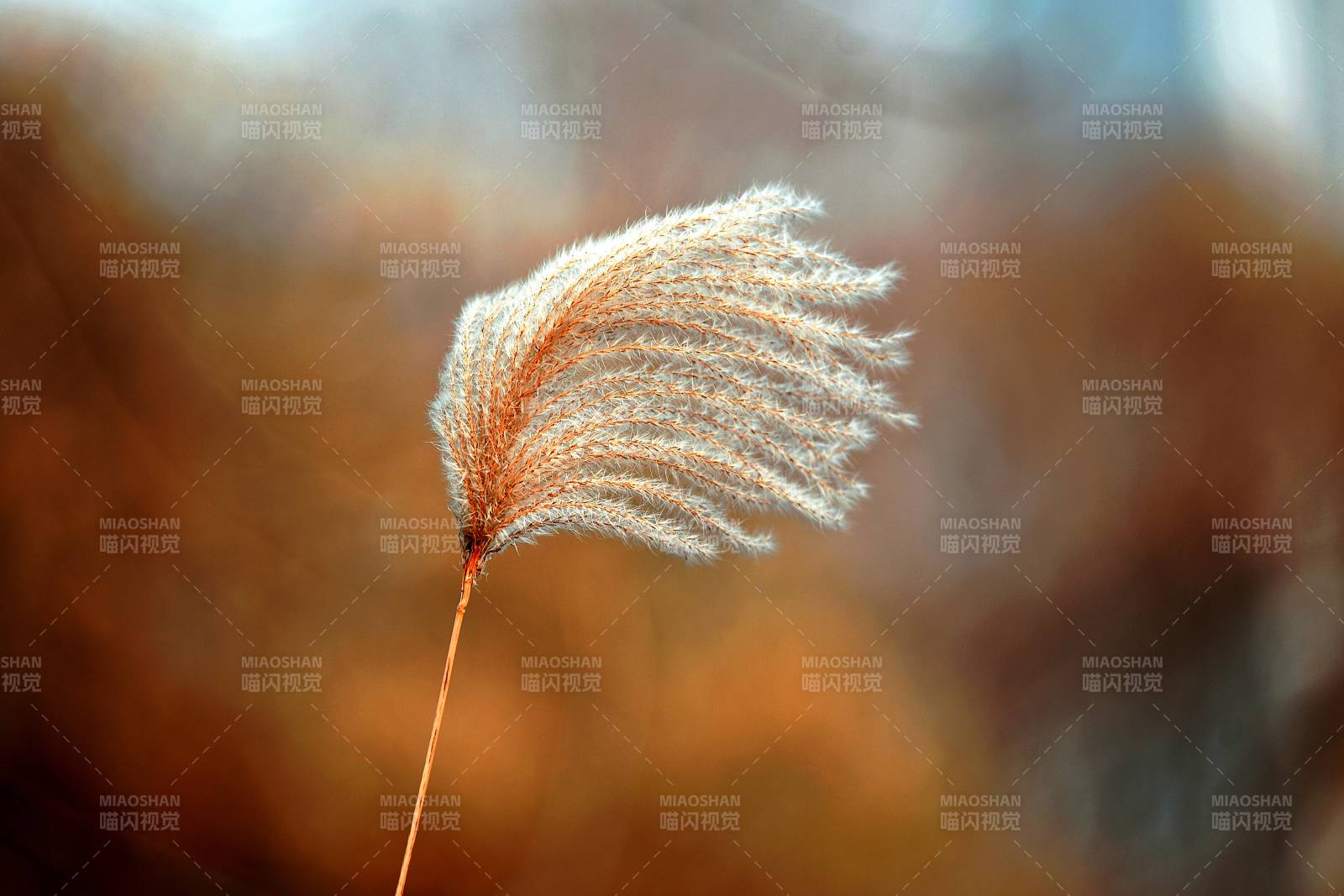 秋风中的芦苇图片