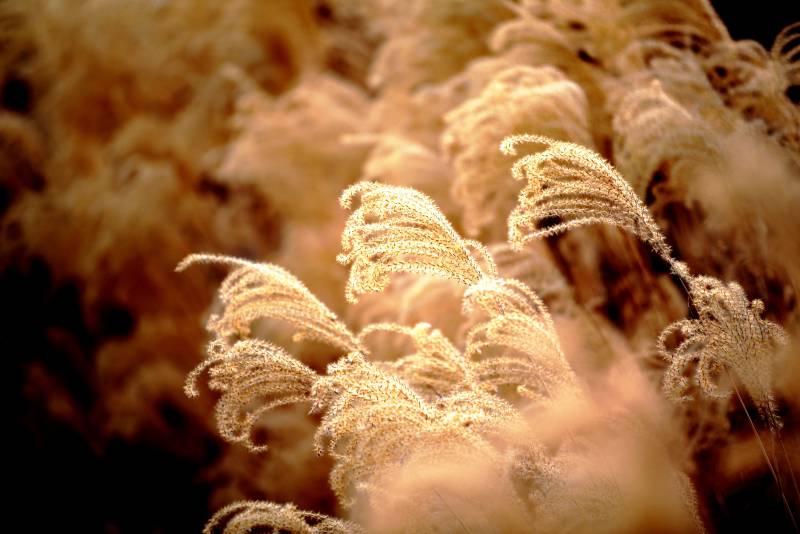 芦苇轻舞秋风中图片