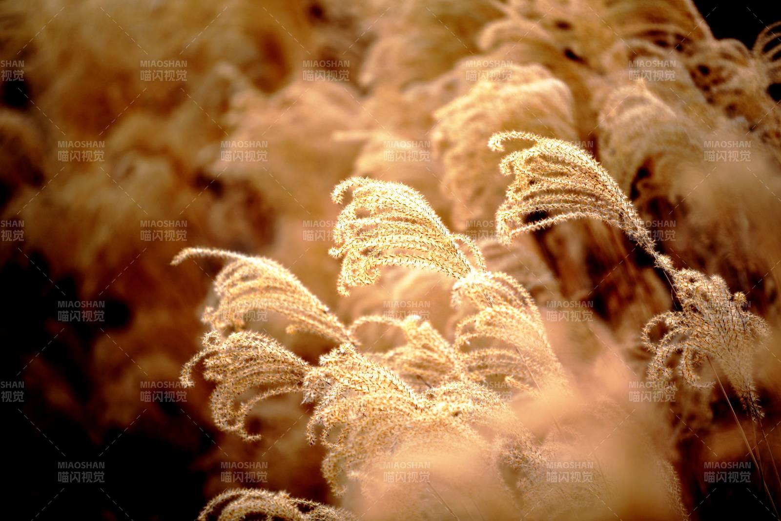 芦苇轻舞秋风中图片