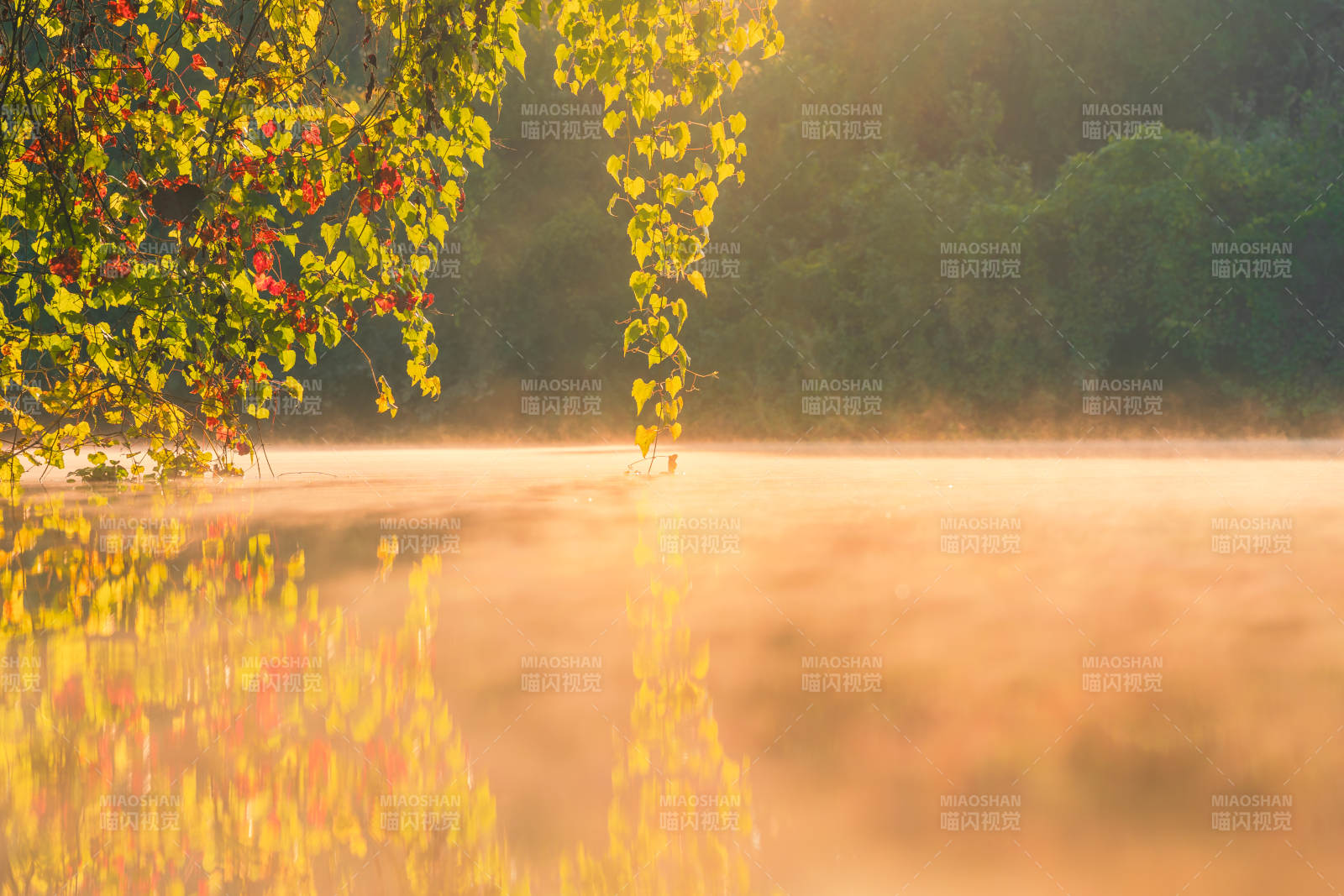 晨雾湖光秋色图片
