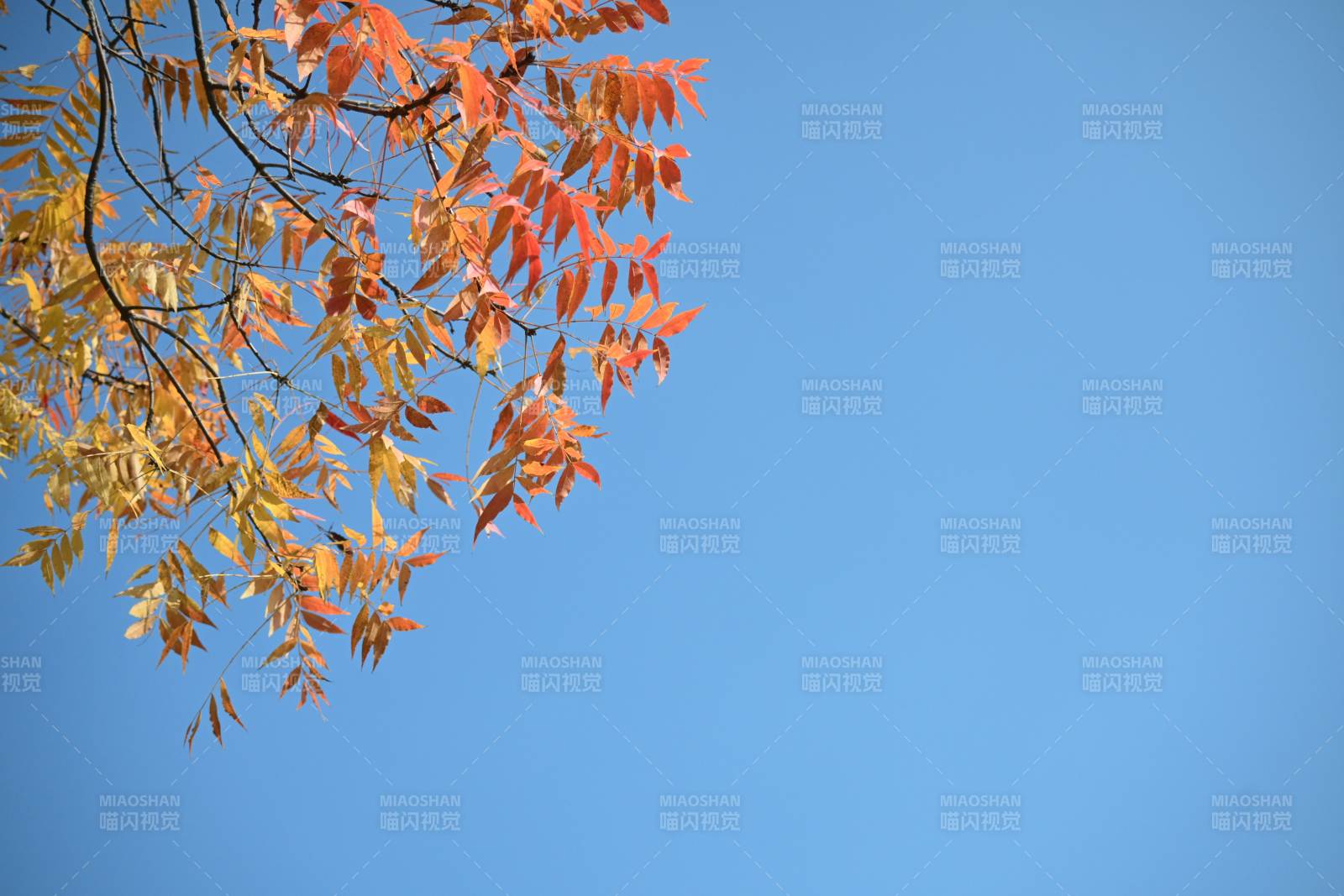 秋叶映蓝天图片