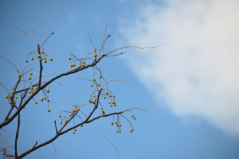 枝头黄果映蓝天图片