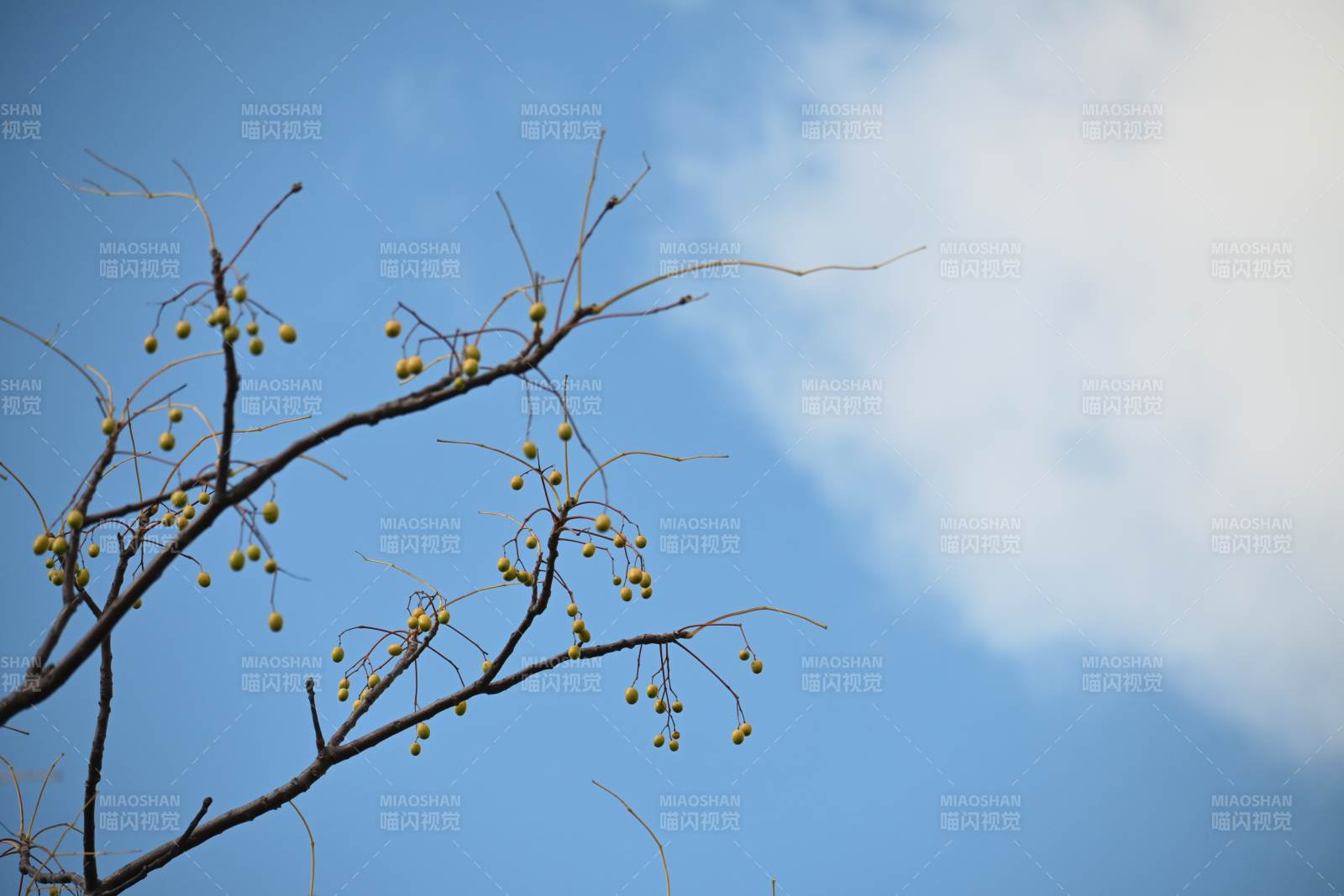 枝头黄果映蓝天图片