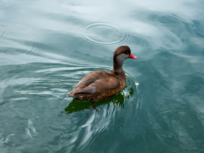 鸭子水中游图片