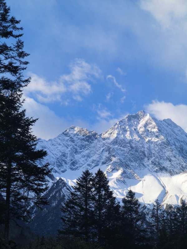 雪山巍峨 松林掩映图片