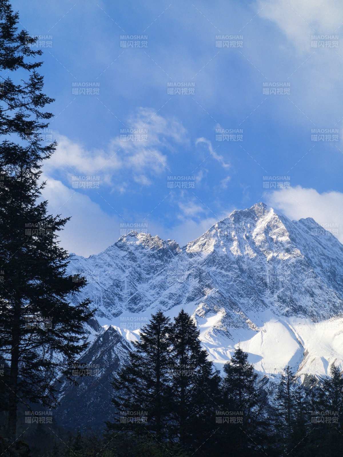 雪山巍峨 松林掩映图片