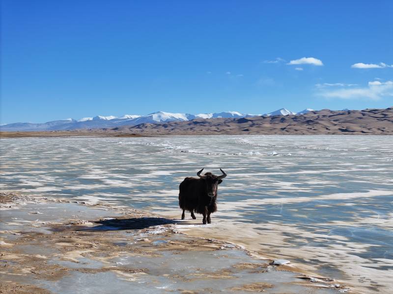 冬季西藏高原野牦牛静立湖畔图片