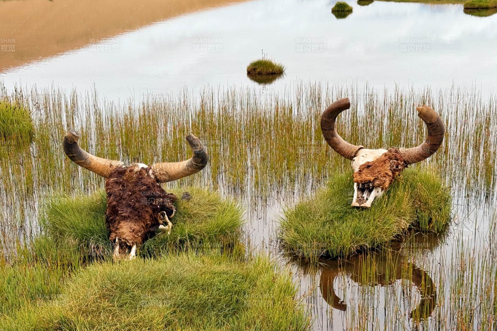 牛头浮水草丛中图片