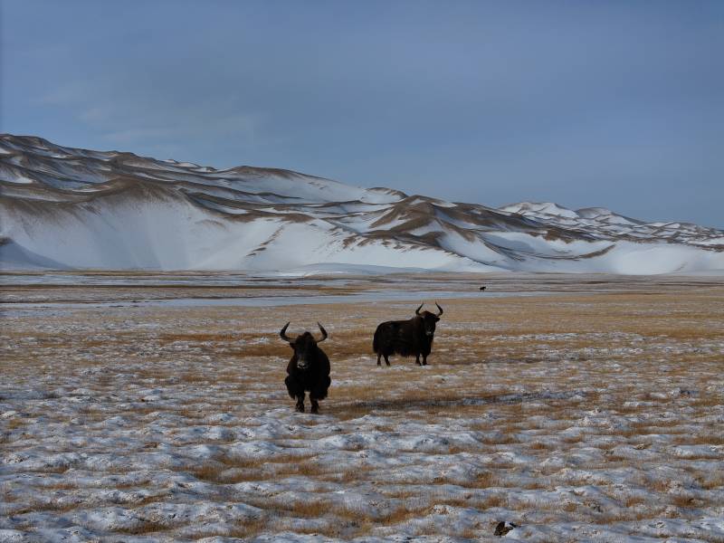 冬季西藏无人区野牦牛图片