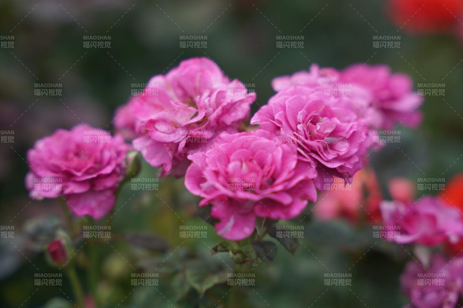 粉玫瑰绽放花园图片