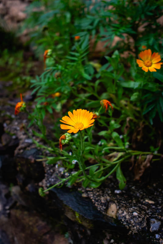 野菊绽放于石缝间图片