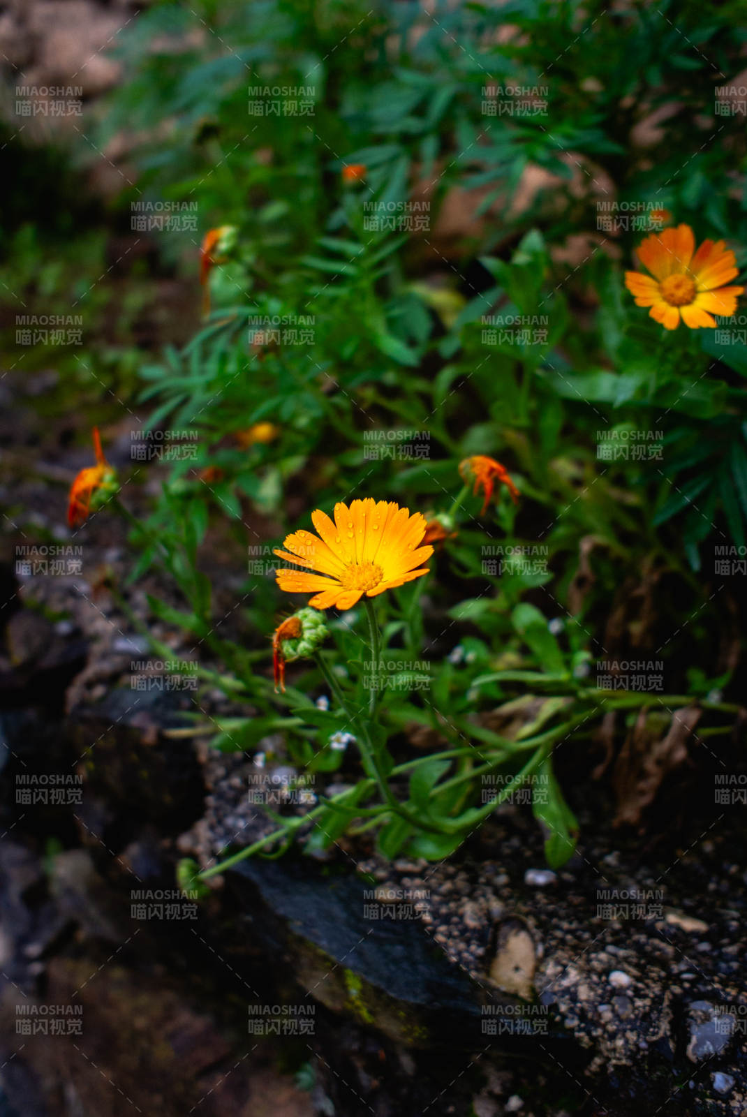 野菊绽放于石缝间图片