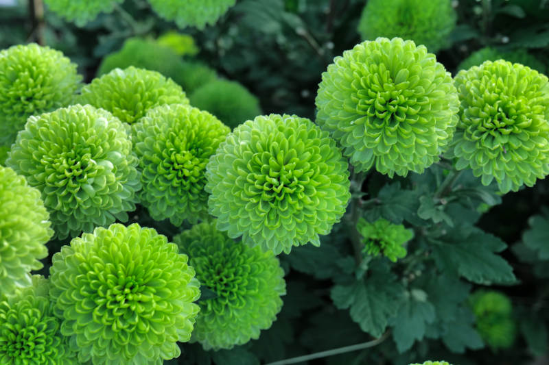 绿菊绽放生机图片