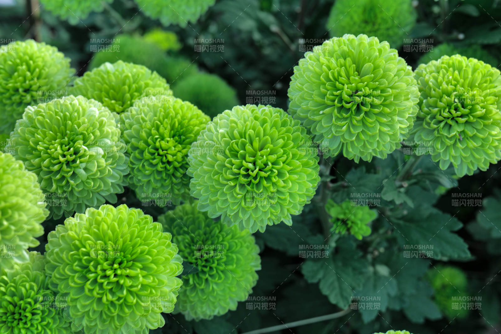 绿菊绽放生机图片