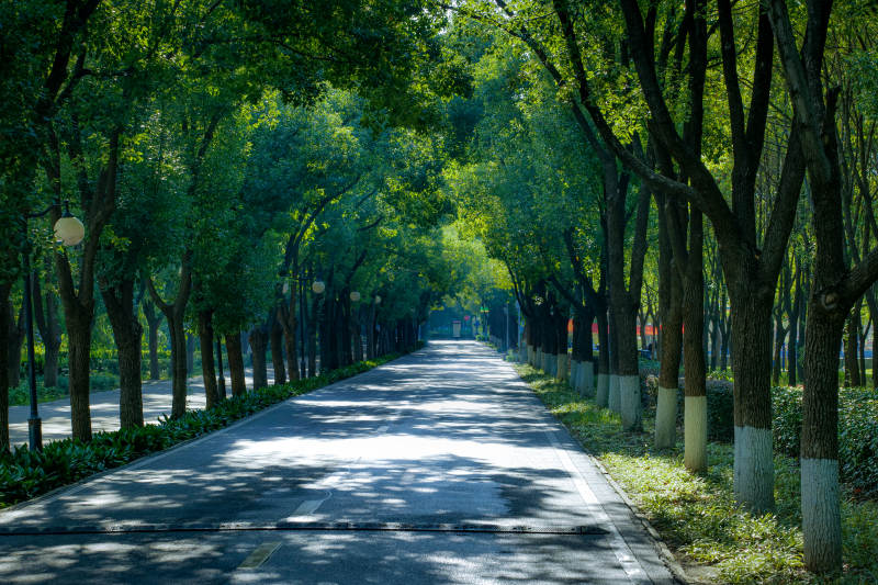 林荫小道图片